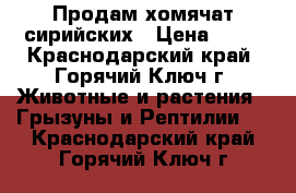 Продам хомячат сирийских › Цена ­ 70 - Краснодарский край, Горячий Ключ г. Животные и растения » Грызуны и Рептилии   . Краснодарский край,Горячий Ключ г.
